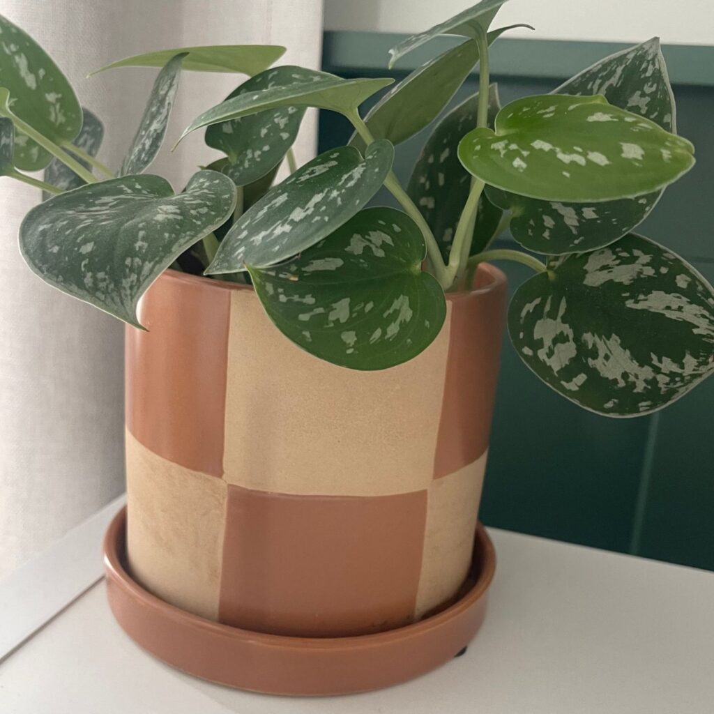 Picture of a checkered modern planter in a Woodland nursery 