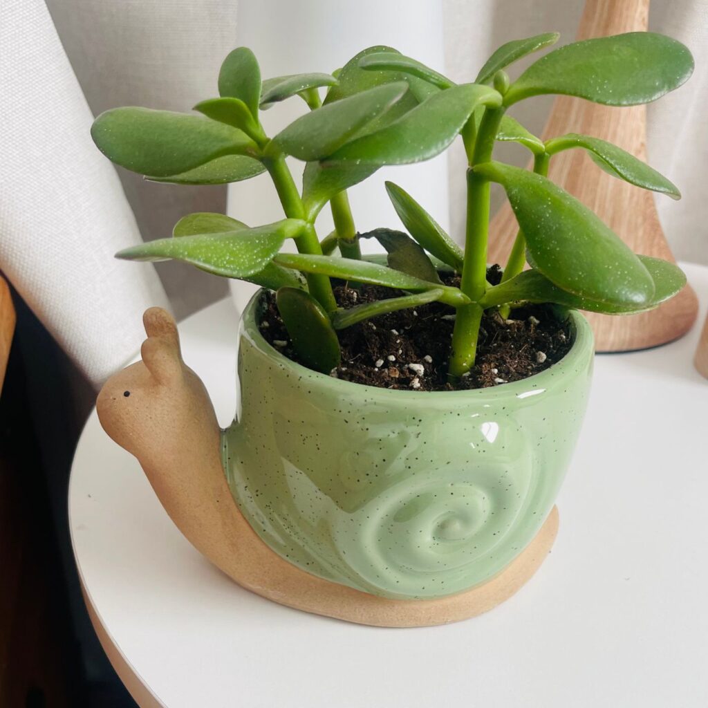 Picture of a snail planter in a Woodland nursery 